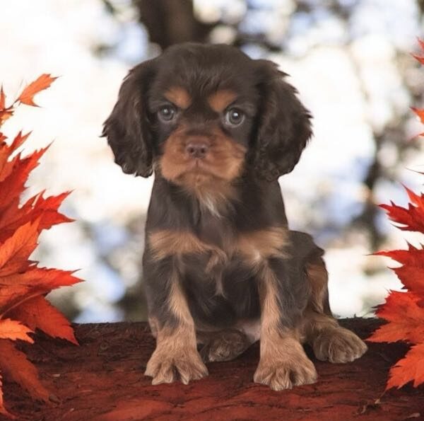 Breezy Hill Puppies - Mini Dachshund Puppy
